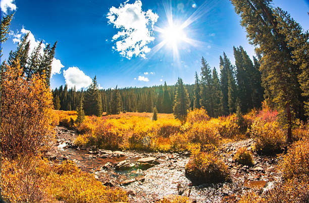 An explosive burst of midday sun streaks across a vivid blue Colorado sky, illuminating a high-elevation valley ablaze in peak autumn color. Spruce and fir trees form a dark green wall beyond a golden sea of aspen and willow. Below, a mountain stream glitters as it winds through sunlit underbrush and over red granite rocks. The photo radiates warmth and energy, capturing the rare combination of crisp alpine air and blazing fall vibrancy in full swing. This is Colorado’s high country in its most cinematic, radiant form.