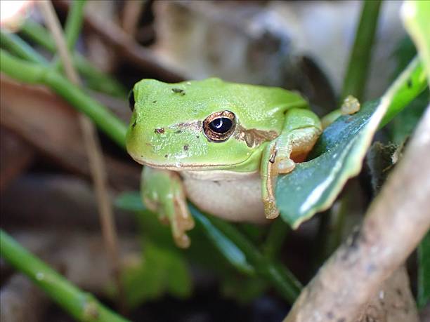istock Mediterranean tree frog (Hyla meridionalis) in the urban garden, best pest control. 2243801143