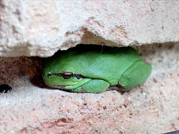 Mediterranean tree frog (Hyla meridionalis)
