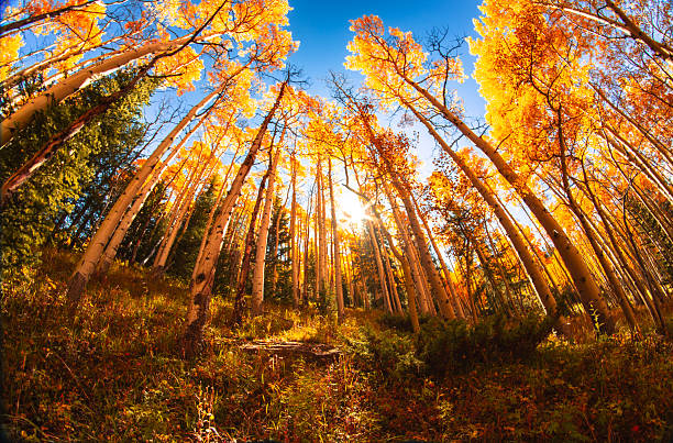 Sunset Over Golden Aspens in the Rocky Mountains. Wide angle panorama of rows of golden Aspens at peak Fall color against a blue sky grow in tall vertical rows create a spectacular landscape which looks like a painting. Each Autumn, the Colorado Rocky Mountains create a dazzling and colorful display as the Aspens turn a brilliant yellow and glow against the mountains. In addition, their tall, vertical, trunks with white bark create a repetitive pattern under the foliage. Taken in Vail, Colorado on the summit of Vail Mountain.