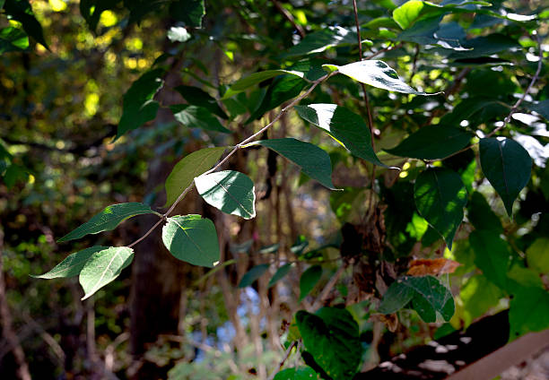 istock An autumn scene in Sligo Creek Park 2243801668