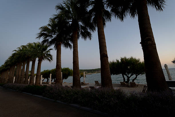 A row of palm trees are lined up along a beach. The palm trees are tall and the beach is calm