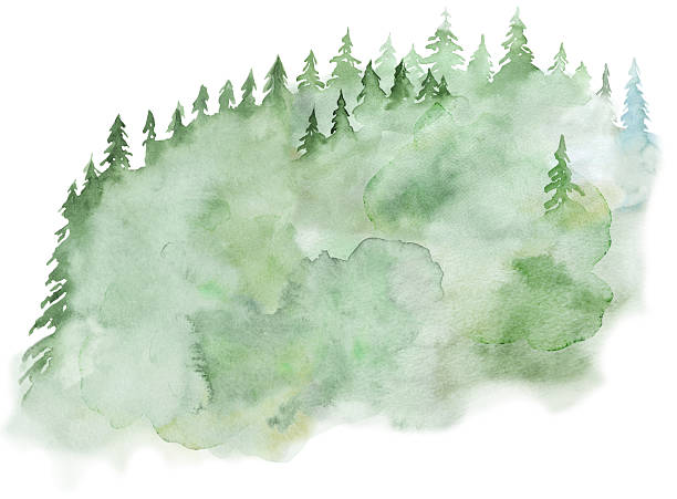 istock Hand drawn watercolor green spruce or pine tree misty forest, winter isolated illustration 2243802787