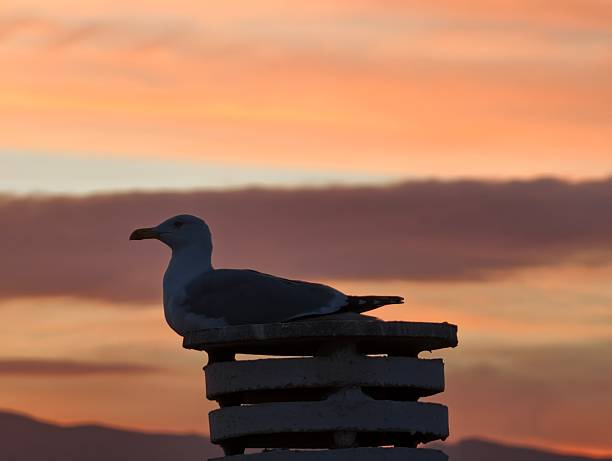 serene coast with pastel hues, tranquil harbor view featuring seagull and calming sunset tones