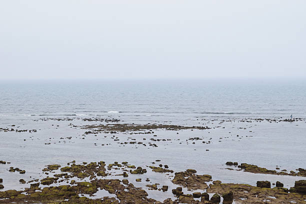 Colorful sea shore with green algae