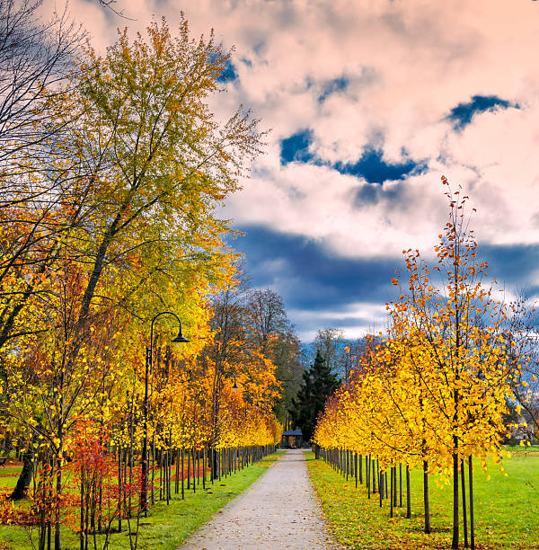 Walking alley in autumn, reforestation and renovated old public park during cloudy day, light rain and short sunlight sometimes