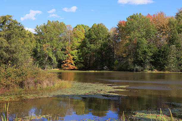 istock Coniferous and deciduous trees displaying autumn colors, along a small lake bordered by reeds and grasses. 2243807274