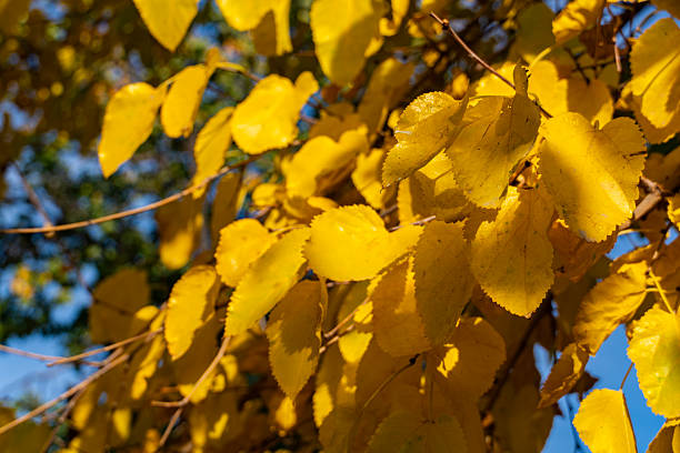 istock Golden Autumn Leaves in Sunlight 2243808864