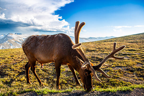 A majestic bull elk grazes peacefully at sunrise on a high alpine ridge in the Rocky Mountains. Its velvet-covered antlers catch the soft morning light as golden hues paint the grassy tundra. In the distance, snow-capped peaks rise into a dramatic sky filled with sweeping clouds, creating a breathtaking wilderness backdrop. The elk's shedding winter coat and peaceful demeanor embody the raw beauty of summer wildlife in the high Rockies.