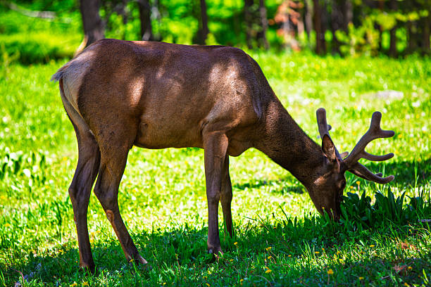 A young bull elk grazes peacefully in a lush, sun-dappled meadow within a forest clearing. Its velvet-covered antlers and rich brown coat stand out in the vibrant green of early summer. Dandelions and wildflowers pepper the grassy landscape, while the filtered sunlight casts a soft glow over the animal's muscular frame. The background is composed of shaded trees, evoking the serenity of wilderness life.