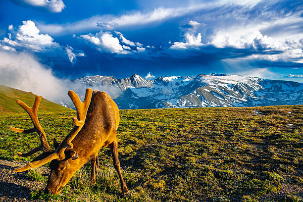 A magnificent bull elk grazes peacefully on a wind-swept alpine tundra in the Rocky Mountains, its velvet-covered antlers glowing warmly in the golden hour light. Behind the elk, dramatic clouds sweep across a sky charged with atmospheric tension, casting shadows on the snow-draped mountain range. The contrasting elements of calm wildlife and turbulent skies capture the raw majesty and unpredictability of high-altitude wilderness.