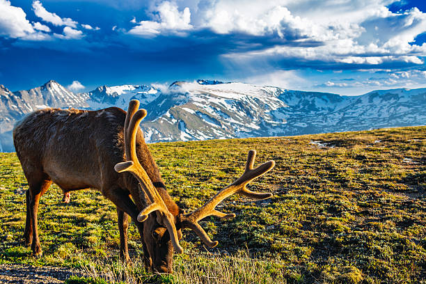 istock Velvet Antlers at the Summit 2243809804