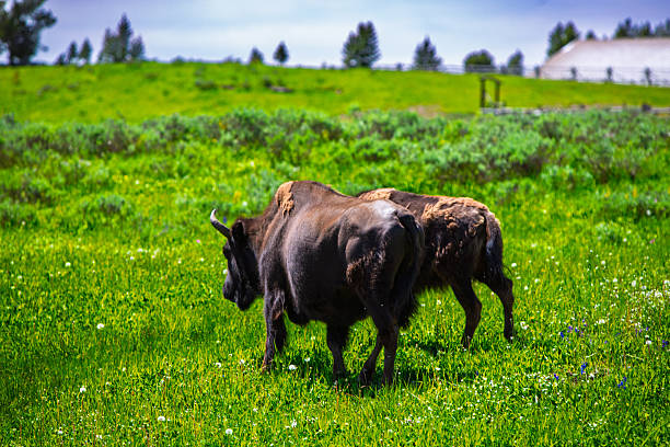 istock Bison Pair Grazing in Lush Green Meadow 2243809907