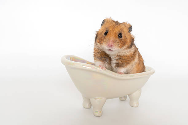 astounded djungarian hamster
