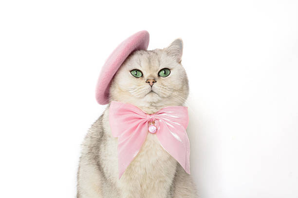 Elegant cat with pink beret and bow on white background.
