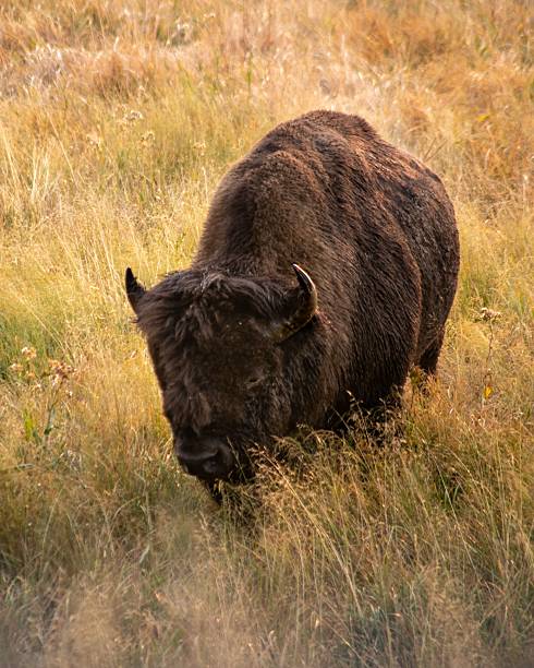 istock Majestic Bison Grazing in Sunlit Meadow 2243810401