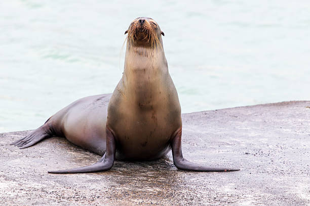 istock Sea lion on standing concrete facing camera in the galapagos islands 2243810487