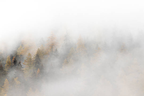 Autumn or Fall Larch forest in thick fog creating mystical seasonal eerie mood,