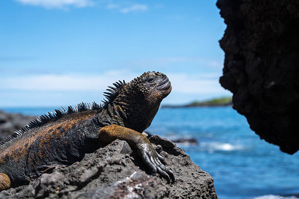 istock Marine iguana resting on rocks by the ocean, Galapagos 2243810678