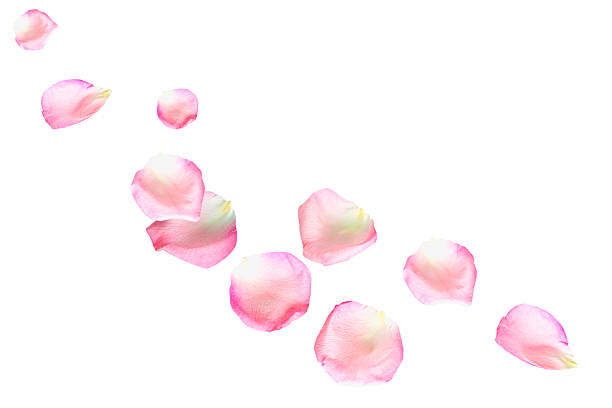 istock Flowers on a white background. fresh pink rose petals. 2243813867