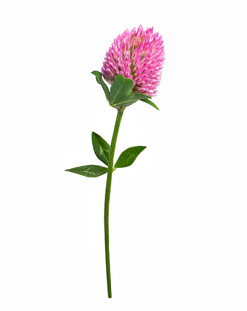 istock Wild clover. Trifolium pratense. Pink flower isolated on white background. 2243813884