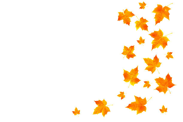 Bright autumn maple leaf on a white background. foliage. Fall concept