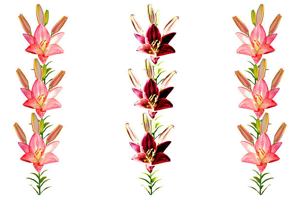 Bright lily flowers isolated on white background. nature