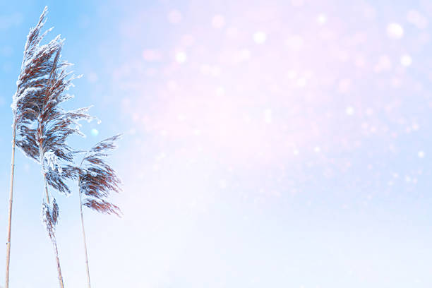Blurred frozen grass. Winter abstract background. Landscape. outdoor