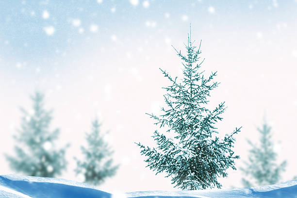 Landscapes. Frozen winter forest with snow covered trees. outdoor