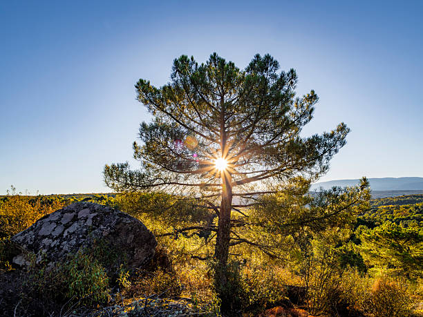 Sunrise behind a pine tree in the countryside, with the rays shining through the branches. It's a serene natural scene.
