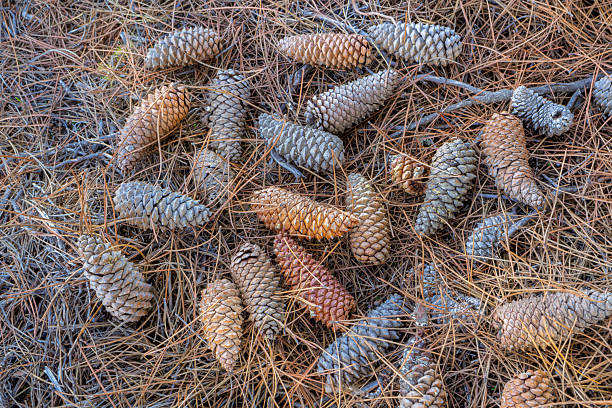 Variety of pine cones on the ground on needles