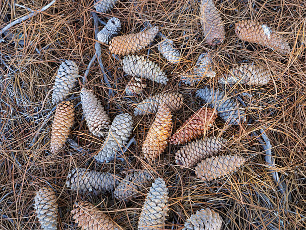 Variety of pine cones on the ground on needles