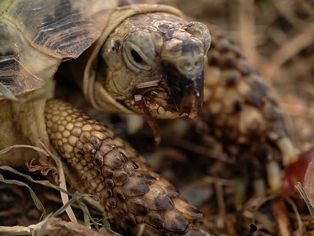 istock close tortoise study, detailed tortoise feeding examination, highresolution image of tortoise 2243819166