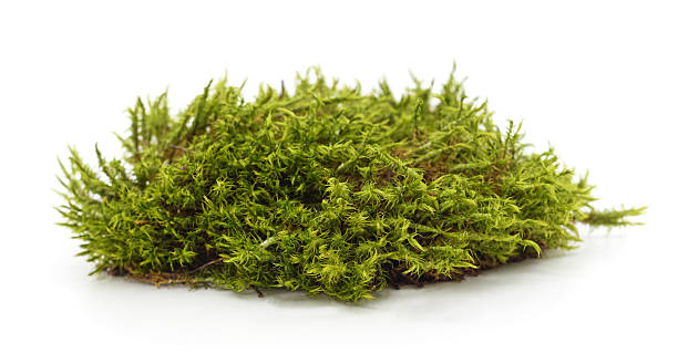 istock Pile of green forest moss isolated on white background. 2243819392