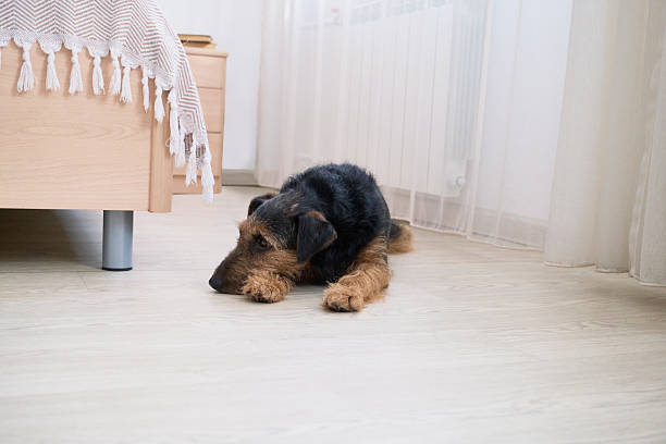 istock Airedale terrier resting on light wooden floor in cozy bedroom setting. 2243819423