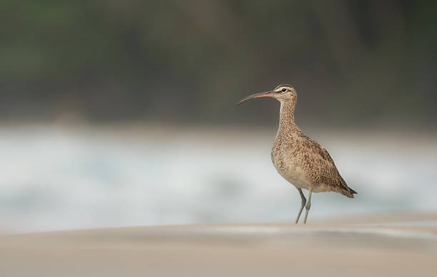 photographed this Whimbrel on a late afternoon in the costarican caribbean lowlands!