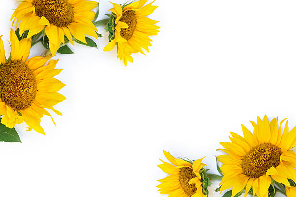 istock Three yellow sunflower flowers on white background with copy space, top view flat lay 2243821554