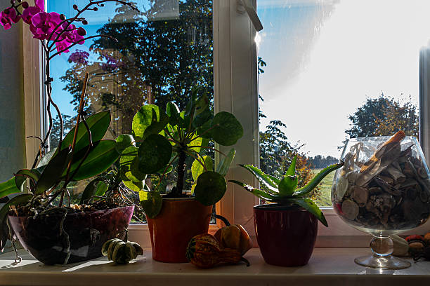 istock indoor plants and decorations on the windowsill, apartment interior, reflection from the window 2243823295