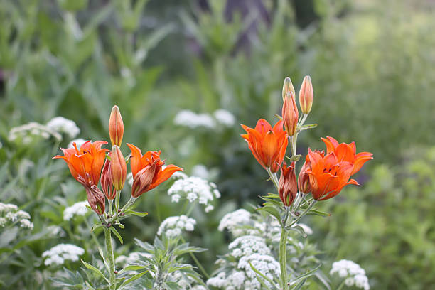 istock Orange lilies in a countryside setting. 2243823602