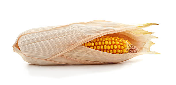 Ripe yellow corn cob partially wrapped in dry husk isolated on white background. Fresh organic maize close-up for healthy food and agriculture design.