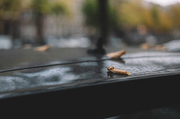 Brown dry leaf resting on a car roof with raindrops during autumn