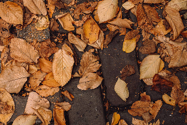 Brown and yellow autumn leaves creating a vibrant seasonal carpet on cobblestone