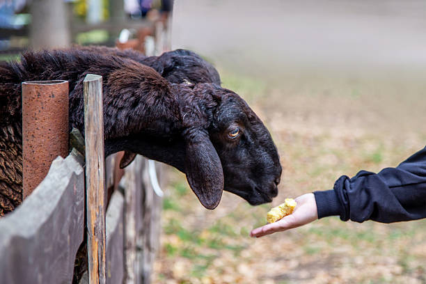 istock A child's hand holding a carrot feeds a sheep. 2243824274