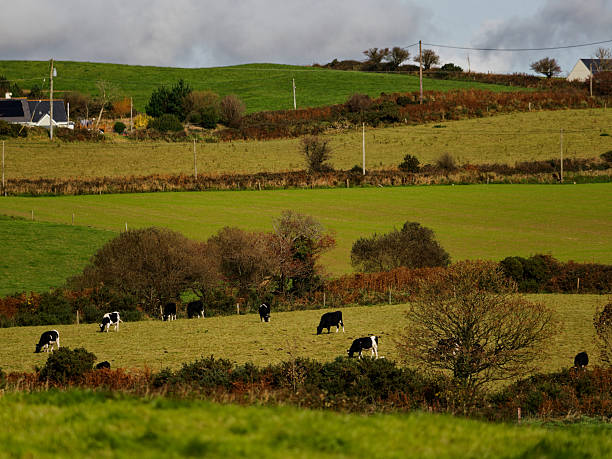 istock Cows graze on a green hillside in West Cork. The landscape features rolling hills, scattered houses, and a cloudy sky. The rural scene is peaceful and characteristic of the Irish countryside. 2243824452