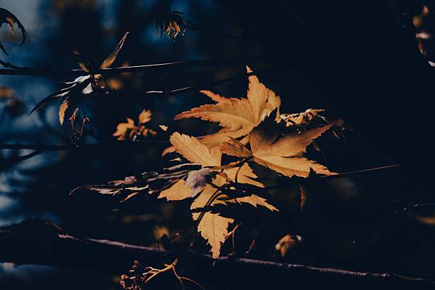 moody golden fall leaves