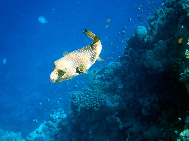 istock red sea snorkeling 2243824999
