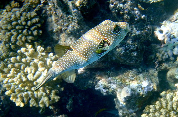 istock red sea snorkeling 2243825076