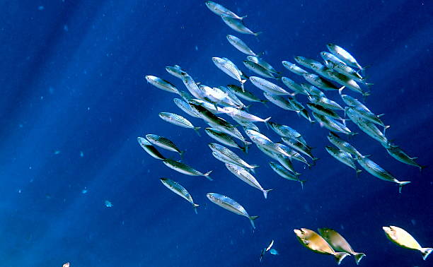istock red sea snorkeling 2243825199