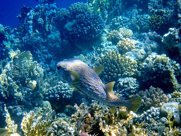 colorful coral reef in egpyt