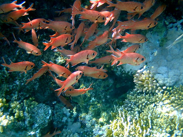istock red sea snorkeling 2243826622